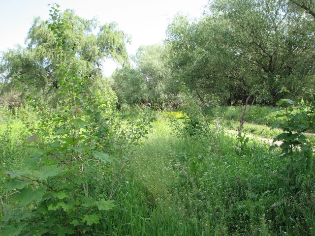 forest2